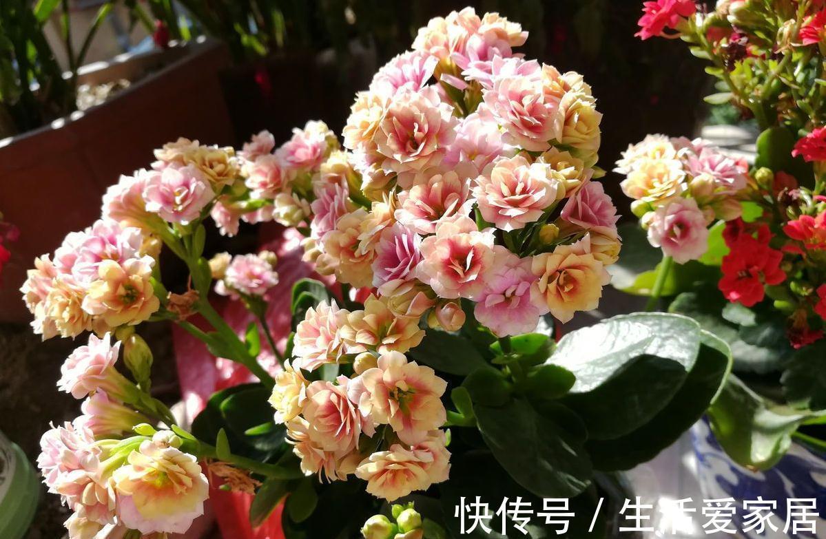 茶花|3种花，进入9月容易“饿”，多晒太阳，施对肥，很快开出碗大的花