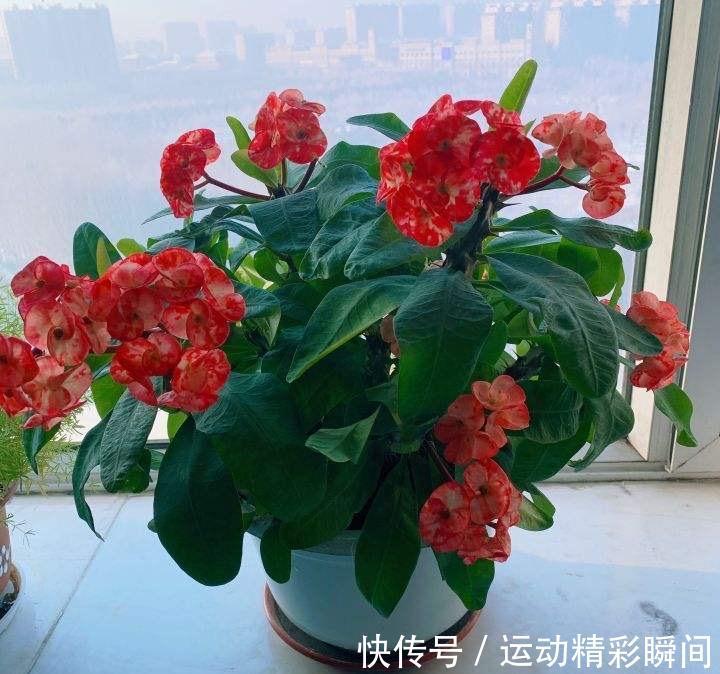 虎刺梅|有2种花,非常皮实好养漂亮,没有虫害、一直开花、花期超长