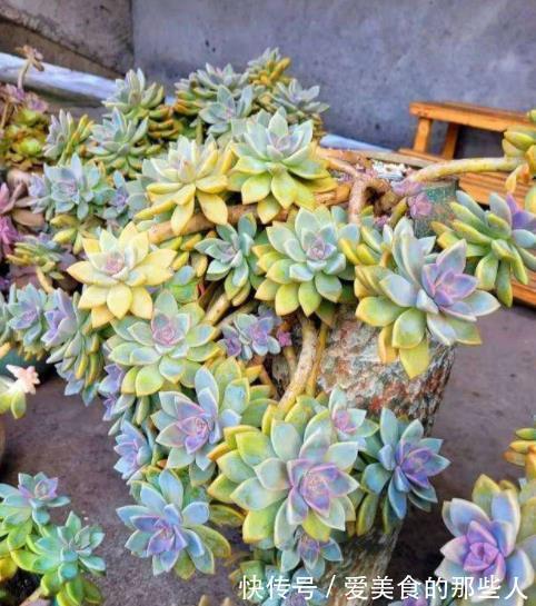 此款多肉短小肥厚,容易爆崽“流出盆”,养成悬崖桩真霸气