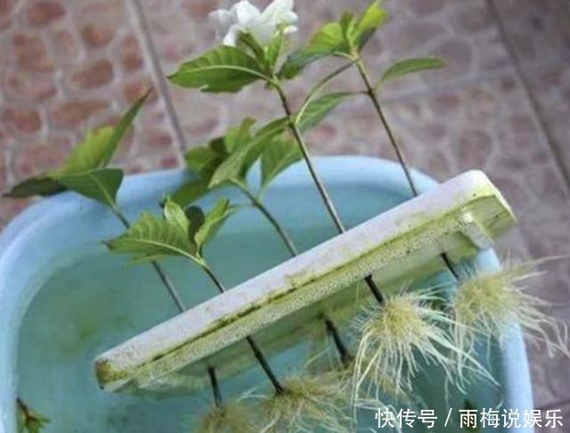 夏天还买花5种花枝条“折1根”,扔花盆里,萌发“小根系”
