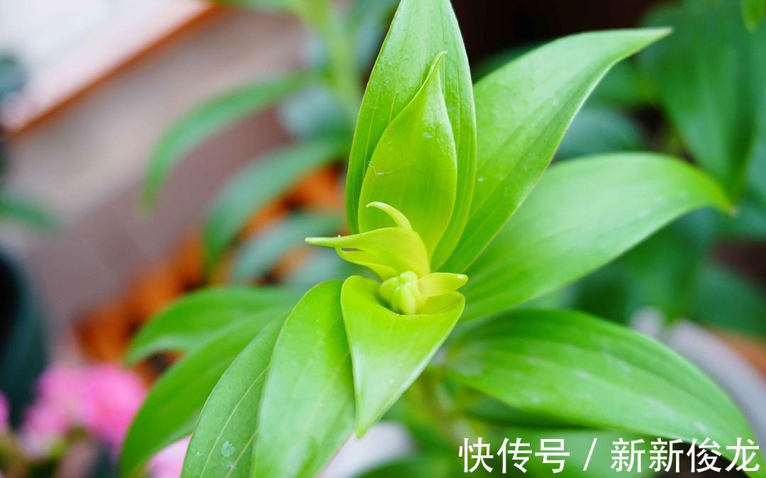 正确栽种管理百合花,能够让其爆花复花,你学会了吗