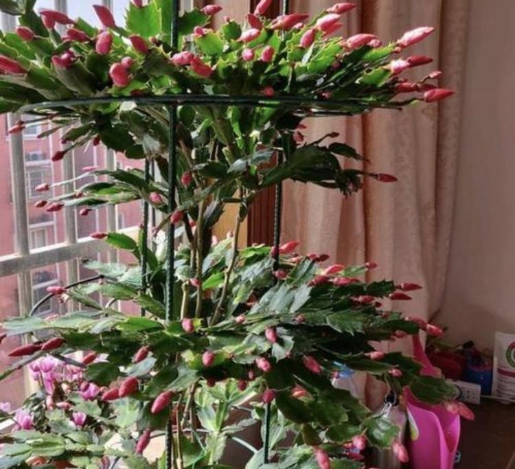 冬天|蟹爪兰冬天有“4怕”,养护方法不对,花苞容易凋落