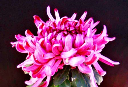 喜欢菊花 不如养盆 菊中珍品 东海の红 似玫红莲座 绚丽优雅 粉紫色 喜欢菊花 不如养盆 菊中珍品 东海の红 似玫红莲座 绚丽优雅 粉紫色