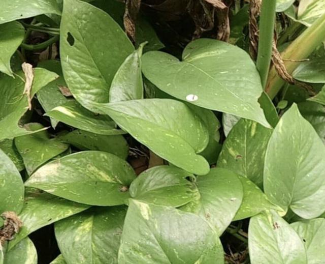 秋天|胡大姐养绿萝,秋天用3招“治理”,叶子变大“1倍”,窜到1米长