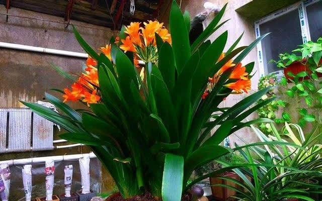 君子兰害怕五件事,新手经常犯,做不好,难怪越养越糟糕