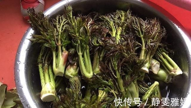 刺老芽|农村山上一种野菜，价格比肉贵，农民以前却拿来当柴禾烧，啥野菜