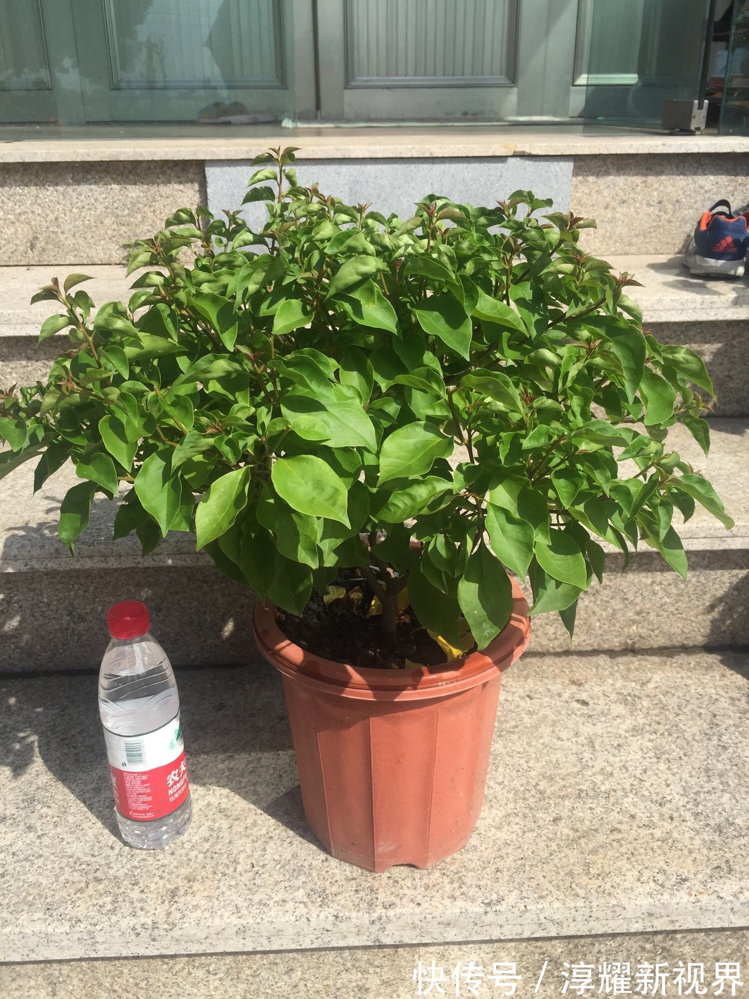 刚买的栀子花,养护“别大意”,一盆水浇下去,花苞全落地!