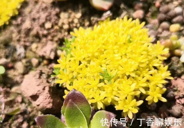 多肉|多肉植物色彩斑斓之黄色系多肉，祝各位花友飞黄腾达
