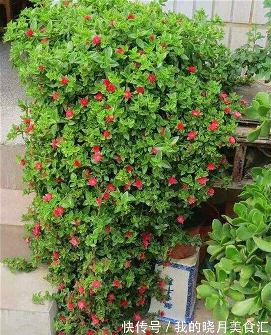 十种健康花,适合现在养,人养花花亦养人,越养空气越“干净”