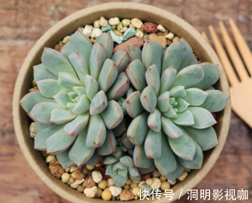 多肉蓝宝石|多肉蓝宝石怎么叶插教你3个小步骤，叶插出最绚烂多彩的蓝宝石