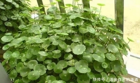 手掌|妈妈养铜钱草年年用这1招,养出来的铜钱草爆满盆,叶子比手掌大