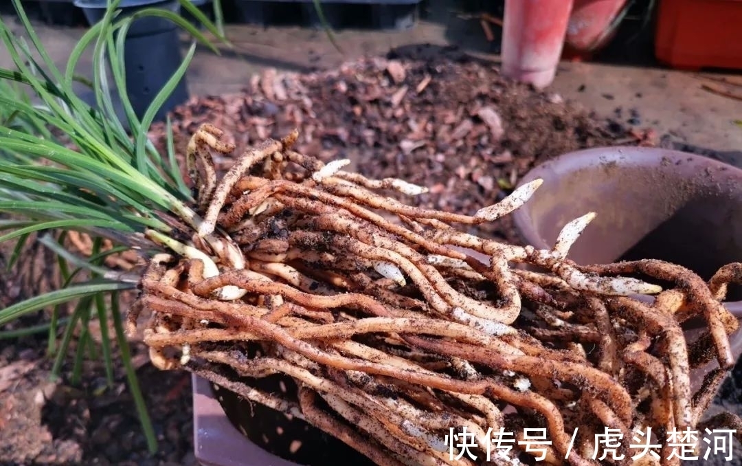 兰株|兰花什么时候分苗最佳？兰友：一年四季都可以，最佳时机只有两季