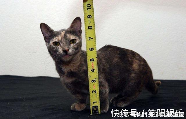 技术领先：华为采购ZJ-PG电子游戏- PG电子平台- PG电子官方网站5型叠堆压电系数测试仪（大电容大系数）