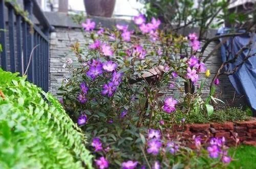 小秋千|晒晒我家40平小庭院，喝茶赏花岁月静好，邻居天天跑来蹭玩