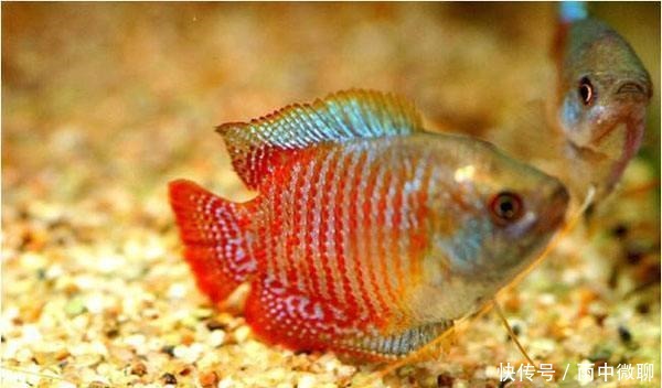 斗鱼孵化出来多久喂食