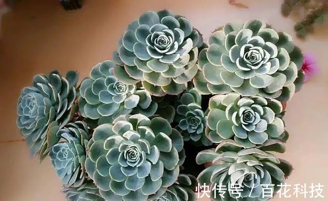 要点|60种多肉图鉴及养护要点,1分钟学会,超全超实用!