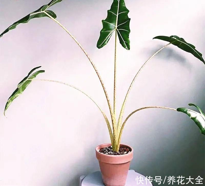 琴叶榕|大叶子耐阴花，室内一定养，叶子比脸大，真凉快