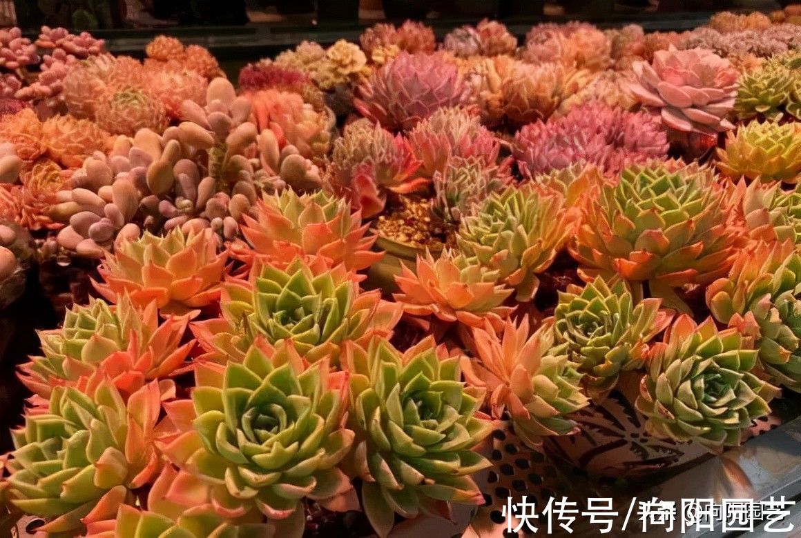 ?开春养多肉,你准备好了吗?学会“懒养法”,肉肉养不死
