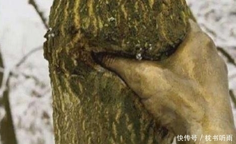 孤独|世界上最“孤独”的手,紧握树干半个世纪从未松开,原因让人感叹