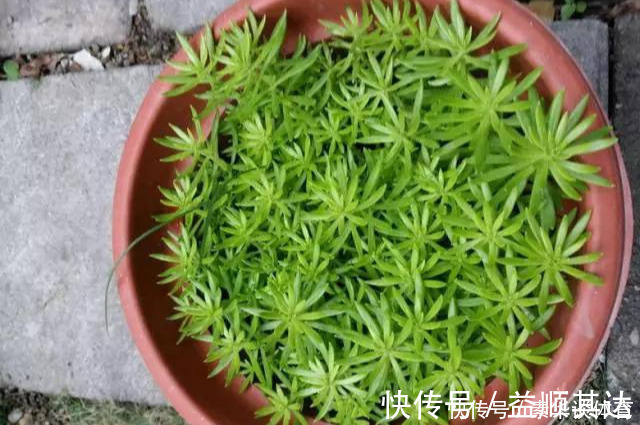 垂盆草|养花技巧6种花扔土里就能活，养死了算你厉害