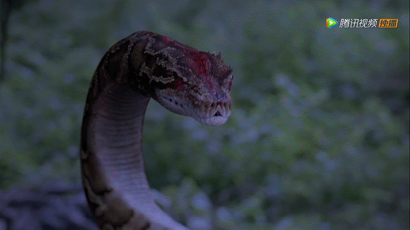 唐三|《斗罗大陆》夺得泰版奥斯卡最受欢迎奖,肖战用7个字道出真相