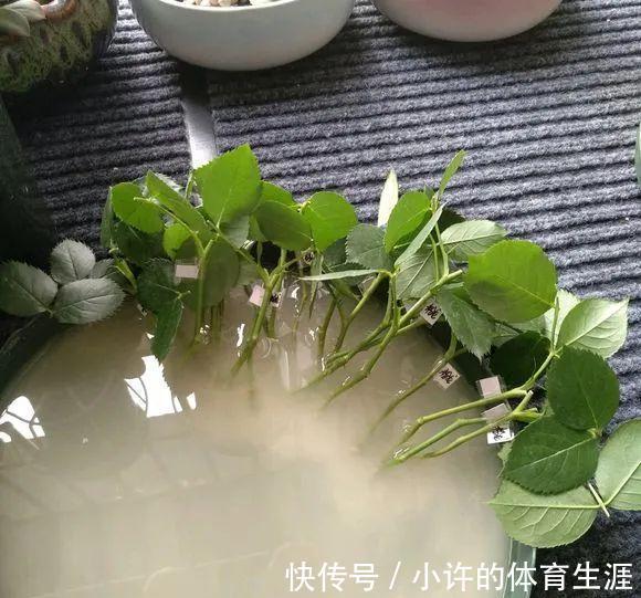 月季扦插用这招,插1棵活1棵,1盆变多盆,就是这么简单