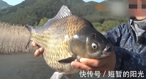 钓鱼|野外大河幸运钓获大鲫鱼，一般人很少遇到这么大的鲫鱼