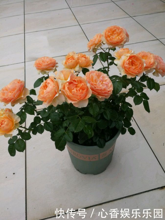 菊花|喜欢菊花,不如养盆“珍贵名菊”一枝浓艳,似娇红嫩绿,美丽优雅