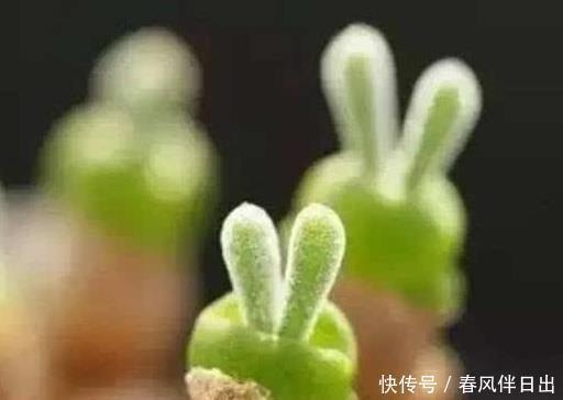 发新|老桩多肉发新根有没有什么巧招?肉友:有而且有3个