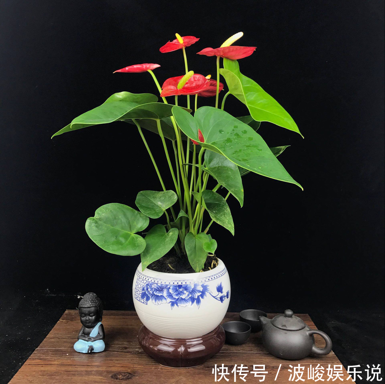绿森林|8种“漂亮花”别晒大太阳，一晒就耷拉，客厅不见光，养成绿森林
