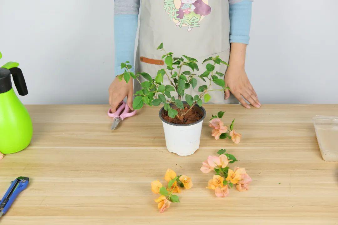 家里养了月季,花后使劲剪,越剪越开花,真省心