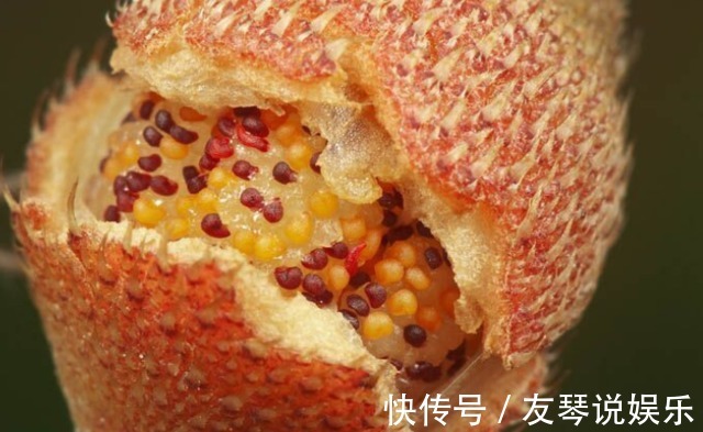 植物|农村有这么一种漂亮的野果,好吃又可以泡酒,还是庭院盆栽植物!