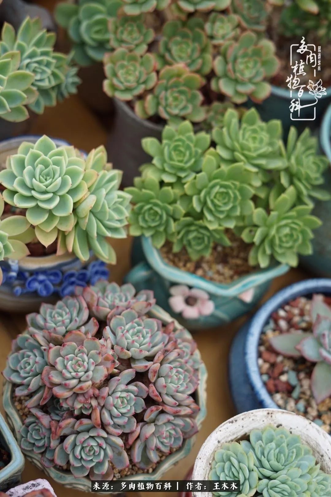 爱上多肉的第三个年头回看励志对比图,感悟岁月静好!