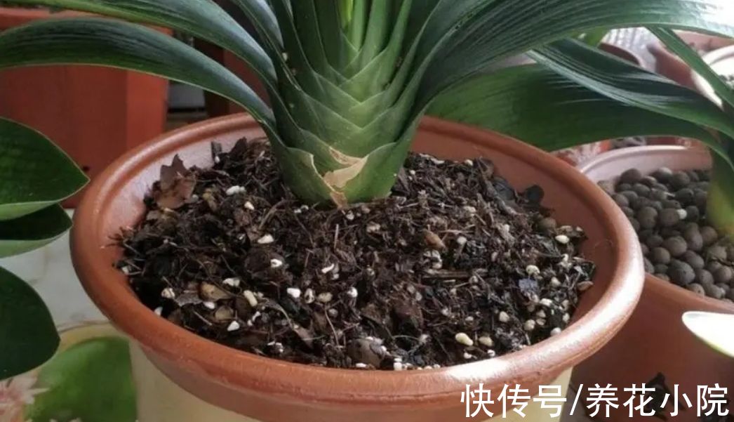 养花怎么能少了花肥?自制四种“肥料”,养啥花都旺盛