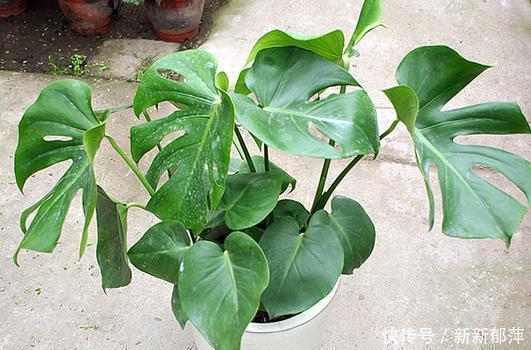 这5种花不能缺水，太阳一晒更要补水，开花勤快叶子翠绿