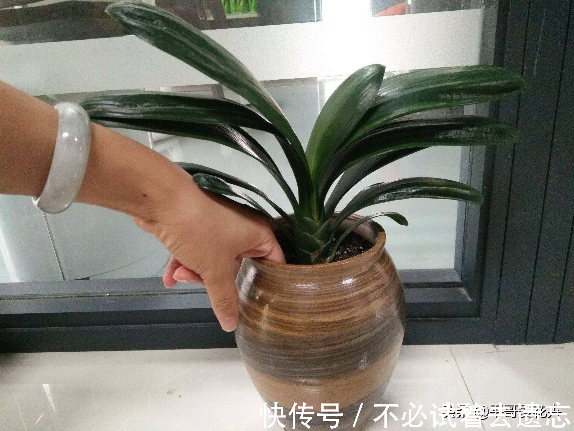 8月养君子兰,浇水是“关键”,教你学“2招”,根壮叶绿、开花艳