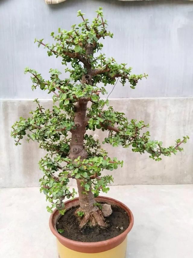 金枝玉叶|养3种花“多修剪”,2年养成“6层塔”,放在家里真“养眼”