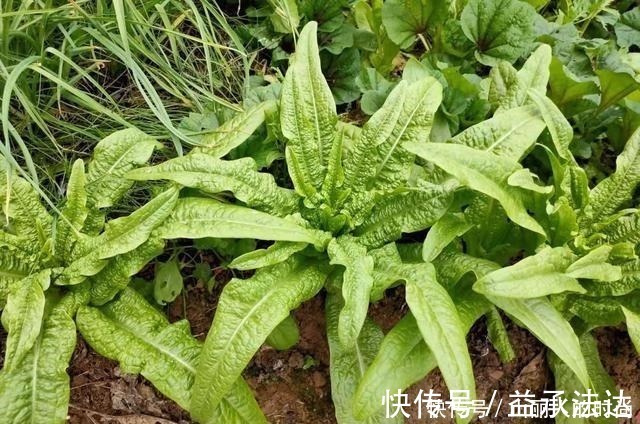 含钙量超过牛奶,叶子香脆可口,嫩茎腌制美味,人称“千金菜”