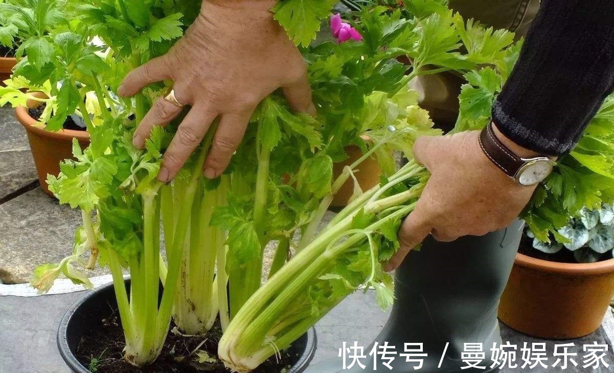 菜根|4种“小菜根”,吃完不要扔,埋在花盆里,半个月又长出新蔬菜