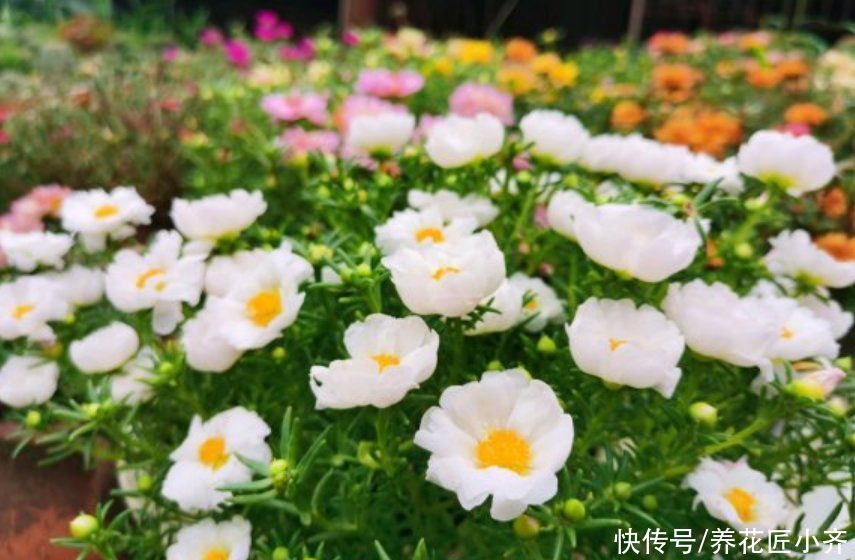 土壤|夏天的盆栽容易打蔫,发现不要着急浇水,否则会严重伤根