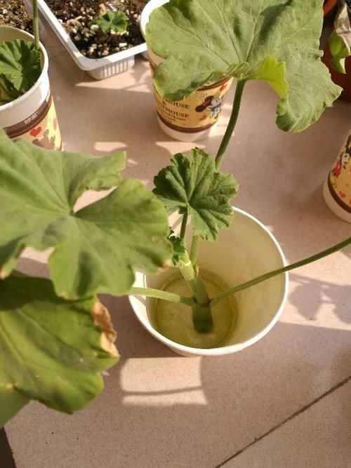 别养绿萝吊兰了,3种花剪根枝,插水里能活,开花一大片!