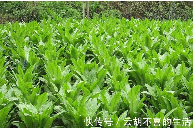 胡萝卜素|此青菜要少吃，最好别吃，对健康无益，可惜还有人不清楚