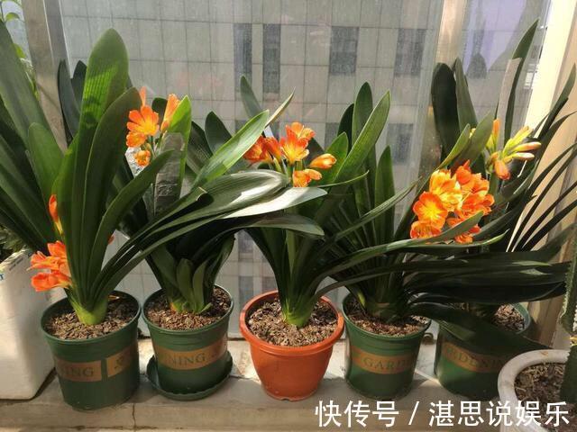 松针土|秋天养君子兰,盆土里加点它,叶片蹭蹭长爆盆,一盆开花30朵