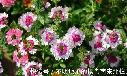 阳台变花园，8种花现在养，半个月就爆满阳台，长的飞快花也多