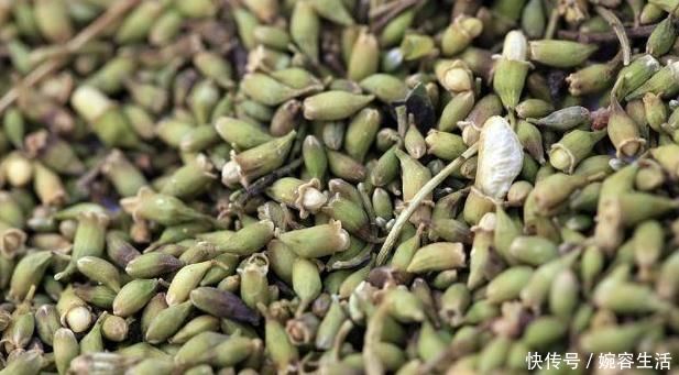 动脉粥样硬化|常见1植物,是降甘油三酯“冠军”,若你爱吃,血管通畅有弹性