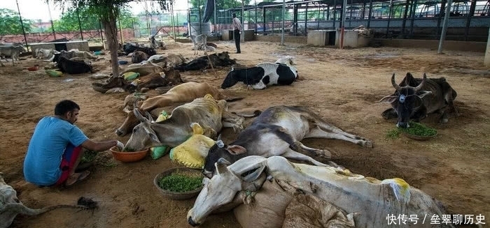 牛肉|在印度,牛被视为圣物,不可以吃牛肉,最后牛都是怎么处理的呢?