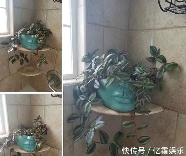 快枯死的绿植在大神手下起死回生,对比图超治愈又励志哇