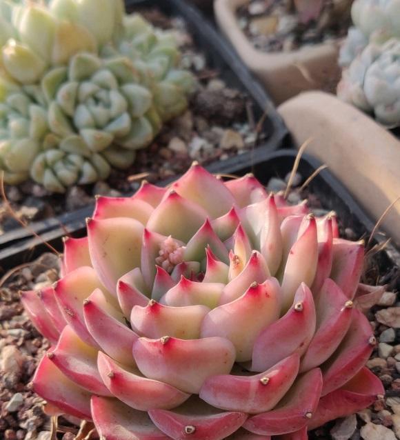 气温太高多肉容易死，赶紧停止浇水，高温加上浇水，多肉肯定死