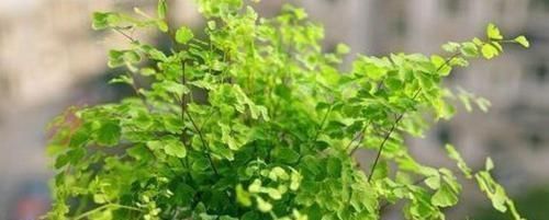 爆盆|4种花适合夏天养,开花爆盆花期长,家里财运亨通,旺运一整年