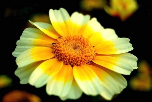 喜欢菊花,不如养盆''茼蒿菊'',高雅花色,花期超长,美不胜收